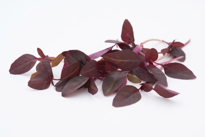 Fresh amaranth