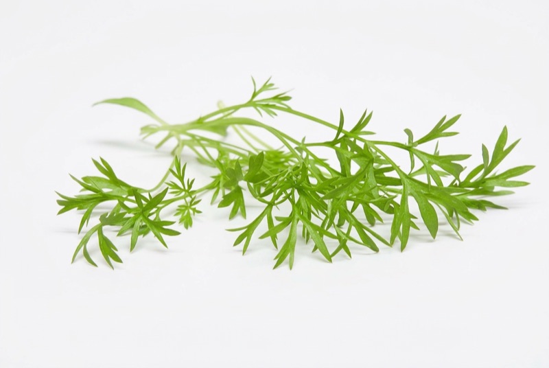 Fresh confetti coriander
