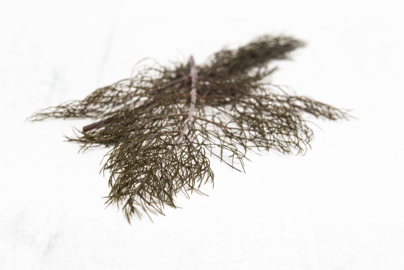 Fresh bronze fennel
