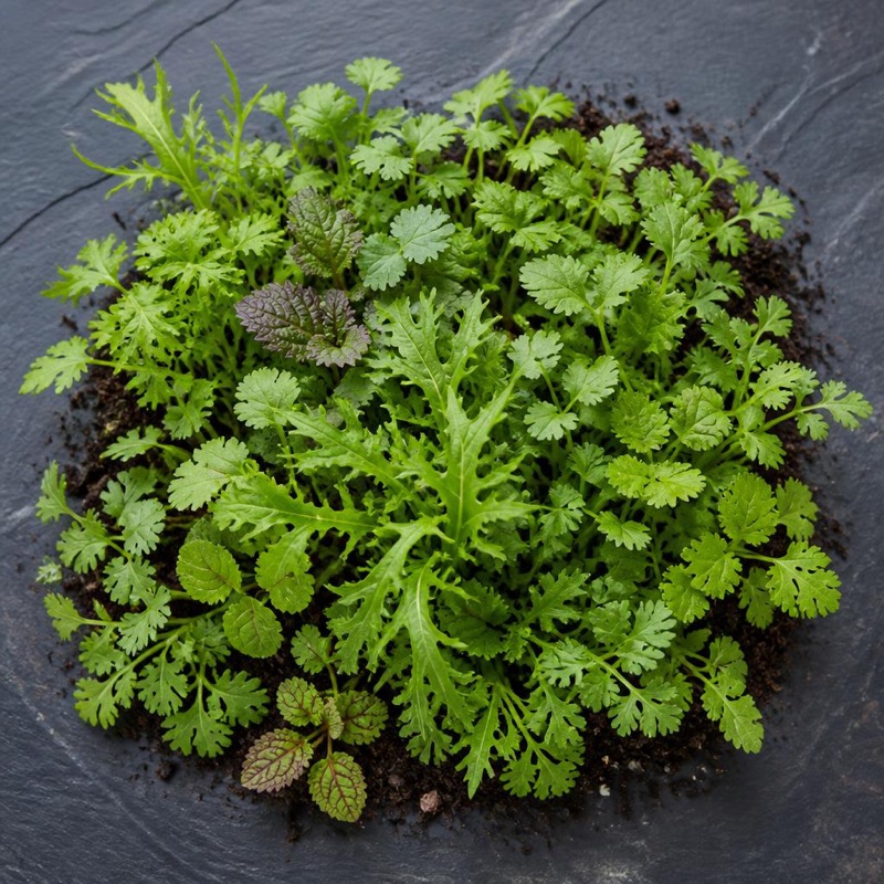Freshly cut herbs harvested at Australian Cultivated Herbs
