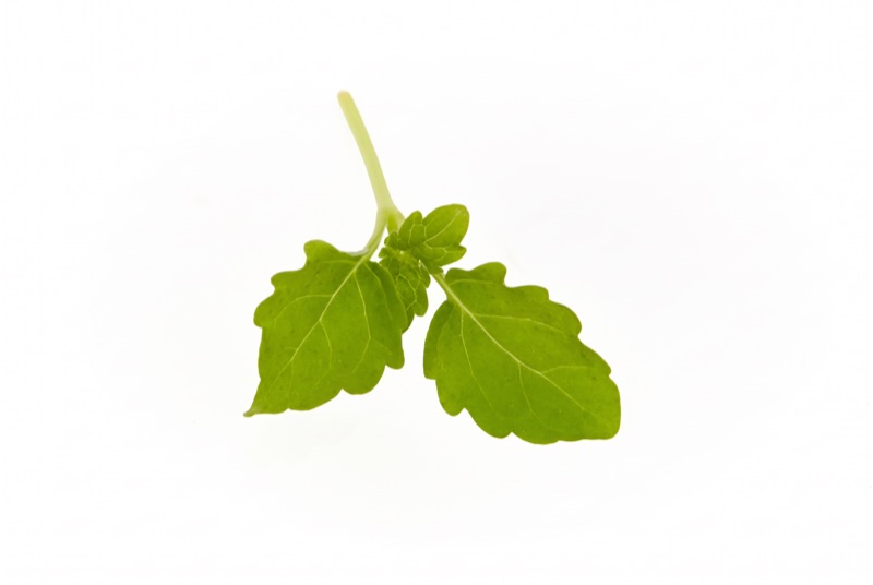 Fresh lemon balm