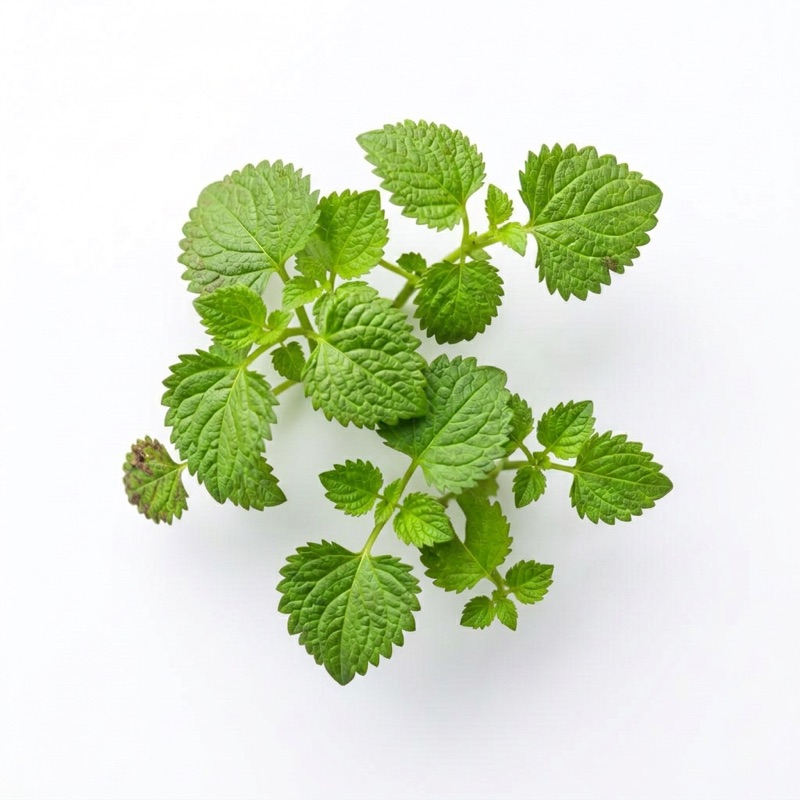 Fresh green shiso grown by Australian Cultivated Herbs