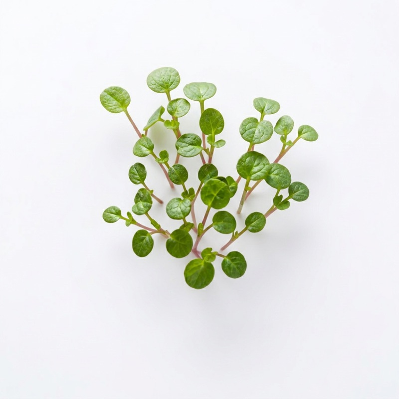 Fresh wasabi mustard